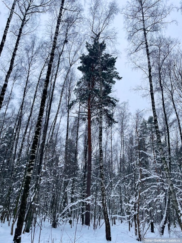 Рождественская прогулка с Ликкой