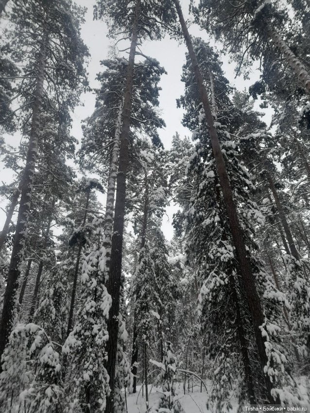 Рождественская прогулка с Ликкой