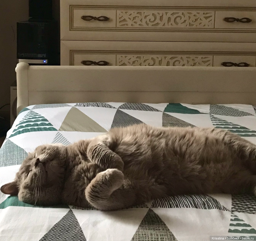 Записки кота Максима 🐱 — Болталка и разговоры обо всем: жизнь (фото 2)