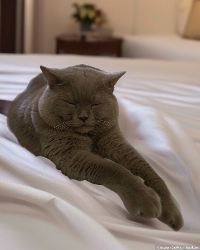 Записки кота Максима 🐱 — Болталка и разговоры обо всем: жизнь (фото 3)