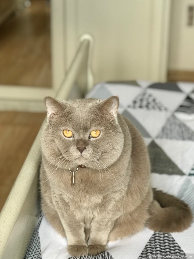 Записки кота Максима 🐱 — Болталка и разговоры обо всем: жизнь (фото 4)