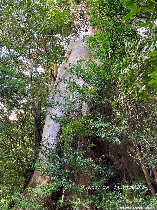 В поисках Принцессы Мононоке