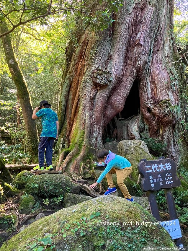 В поисках Принцессы Мононоке