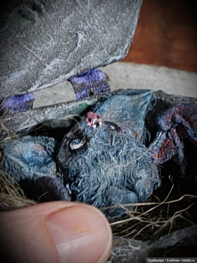 Ушастые летучие мыши — Зарисовки из кукольной жизни: фотоистории