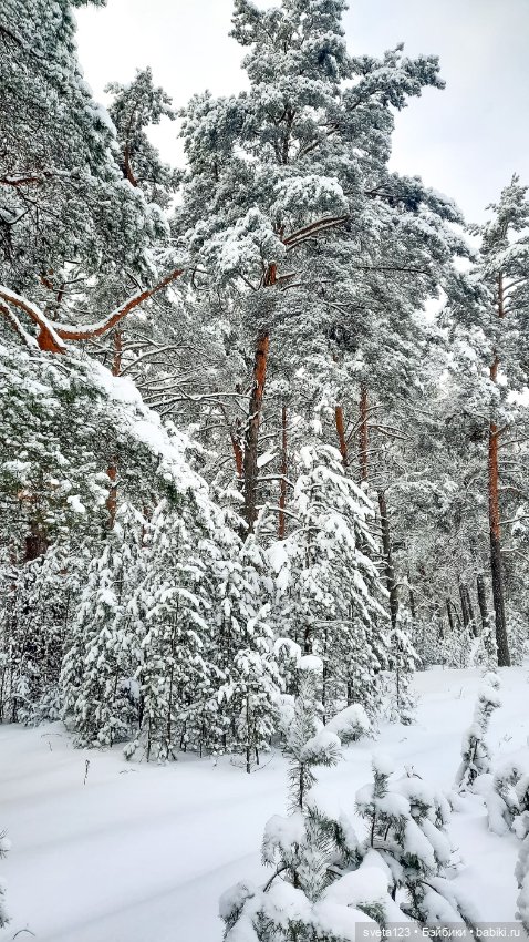 В новогоднем лесу ❄️❄️❄️ — Куклы Sylvia Natterer (Сильвия Наттерер): Gotz (фото 2)