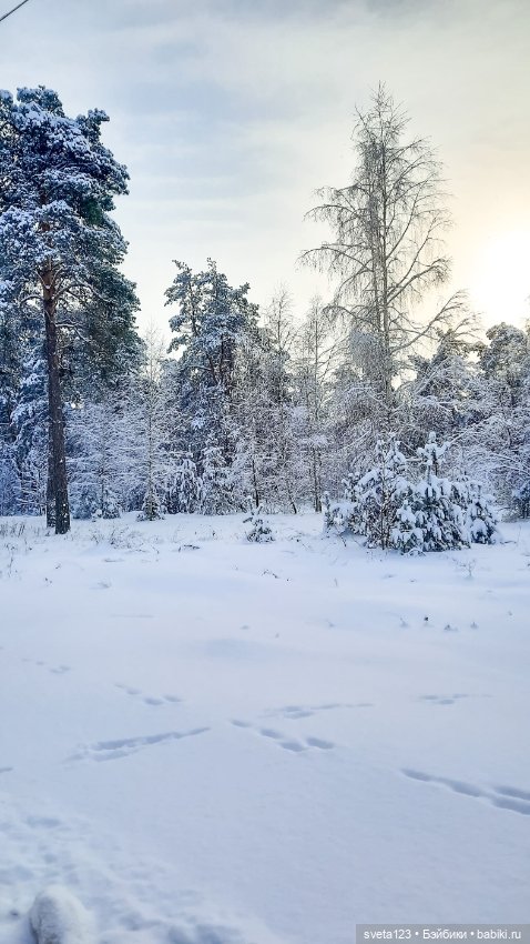 В новогоднем лесу ❄️❄️❄️ — Куклы Sylvia Natterer (Сильвия Наттерер): Gotz