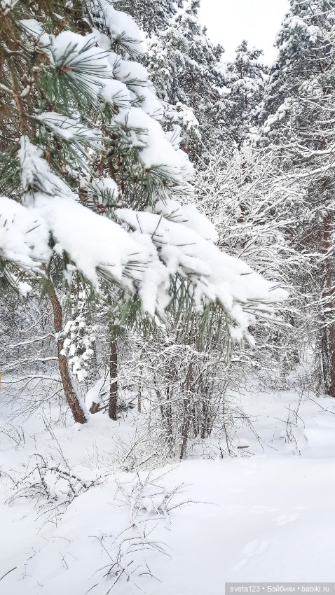 В новогоднем лесу ❄️❄️❄️ — Куклы Sylvia Natterer (Сильвия Наттерер): Gotz