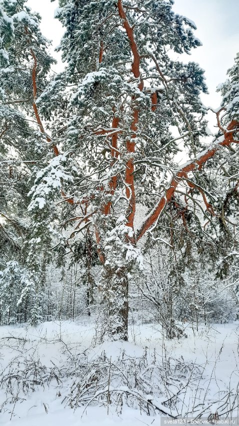 В новогоднем лесу ❄️❄️❄️ — Куклы Sylvia Natterer (Сильвия Наттерер): Gotz