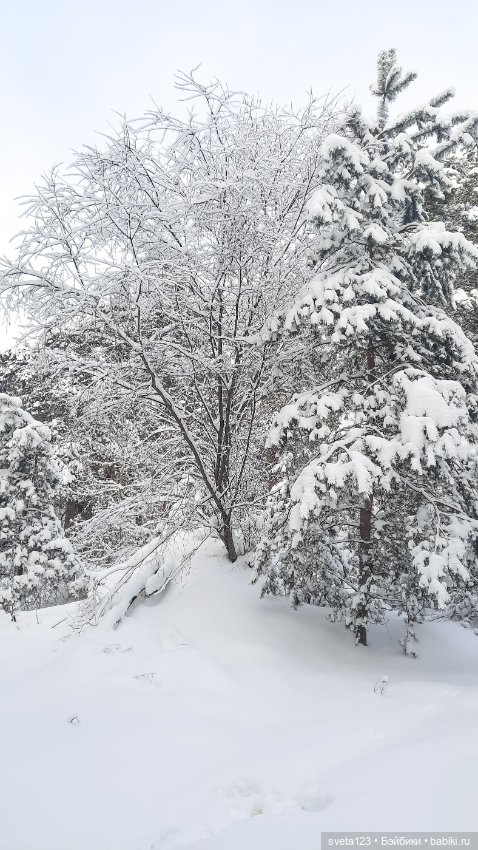 В новогоднем лесу ❄️❄️❄️ — Куклы Sylvia Natterer (Сильвия Наттерер): Gotz