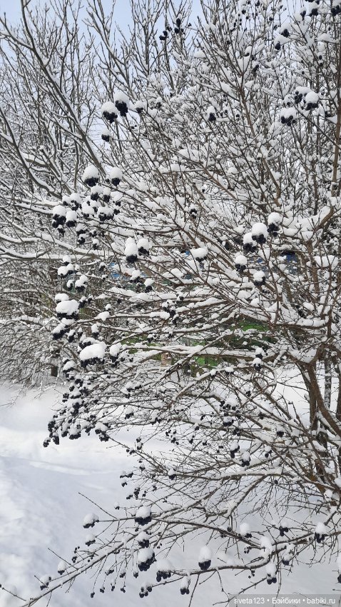 В новогоднем лесу ❄️❄️❄️ — Куклы Sylvia Natterer (Сильвия Наттерер): Gotz