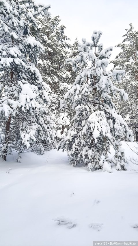 В новогоднем лесу ❄️❄️❄️ — Куклы Sylvia Natterer (Сильвия Наттерер): Gotz