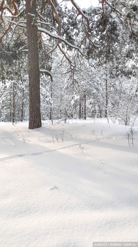 В новогоднем лесу ❄️❄️❄️ — Куклы Sylvia Natterer (Сильвия Наттерер): Gotz