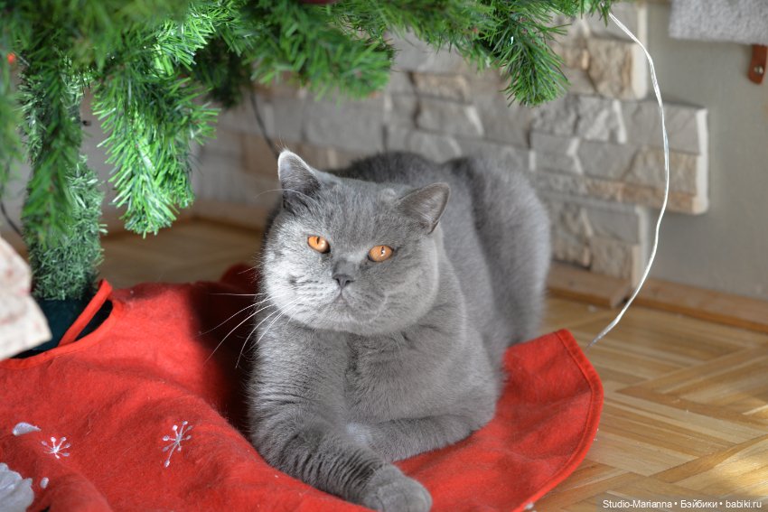 Химочки под елочкой. Часть 3