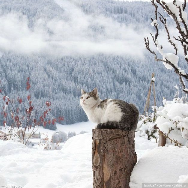 Новогодние десерты и снежная тема