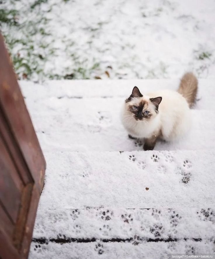Новогодние десерты и снежная тема