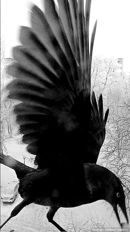 Январские морозы — Болталка и разговоры обо всем: жизнь (фото 2)