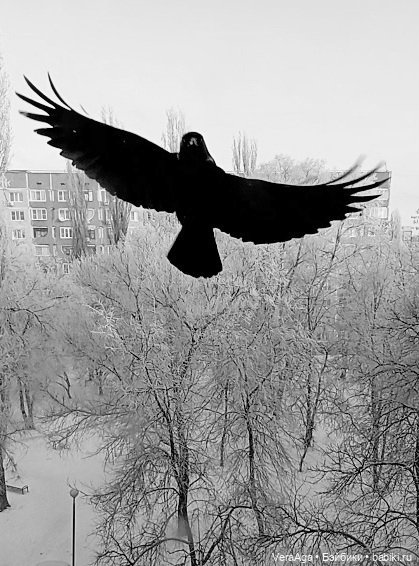 Январские морозы — Болталка и разговоры обо всем: жизнь