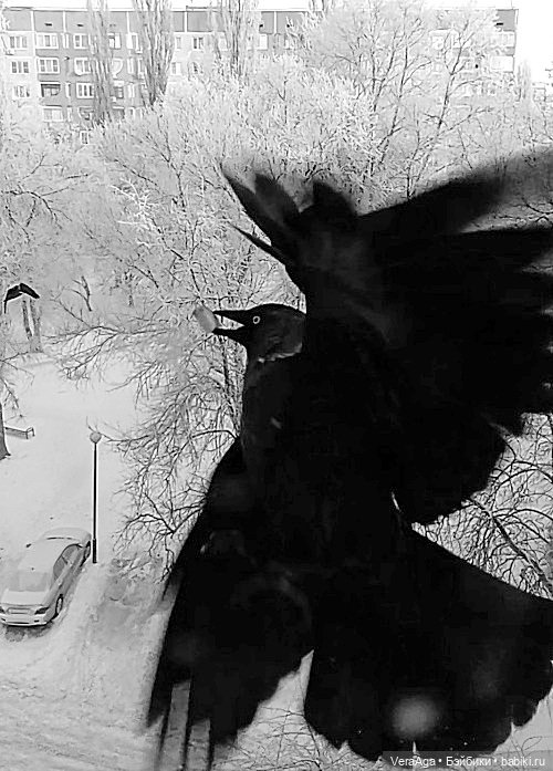 Январские морозы — Болталка и разговоры обо всем: жизнь (фото 9)