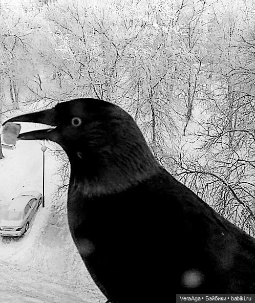 Январские морозы — Болталка и разговоры обо всем: жизнь (фото 5)