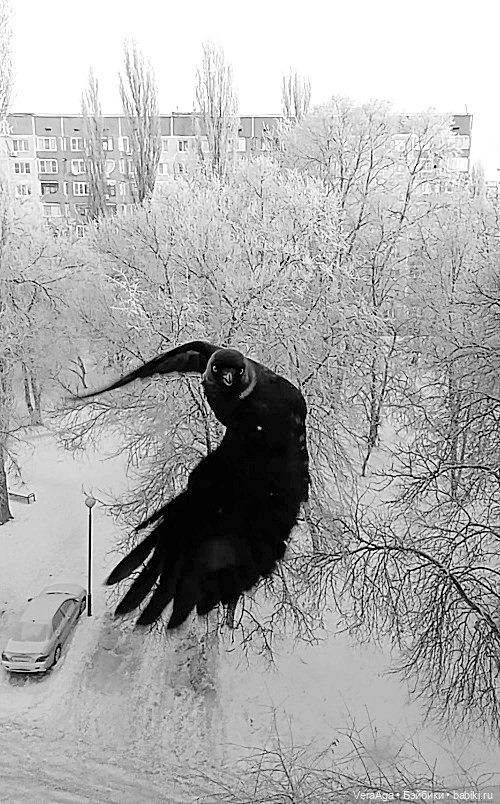 Январские морозы — Болталка и разговоры обо всем: жизнь (фото 6)