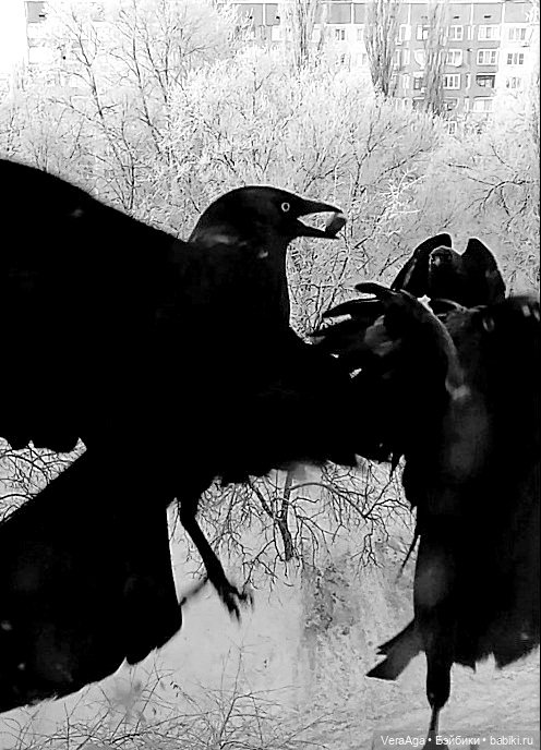 Январские морозы — Болталка и разговоры обо всем: жизнь