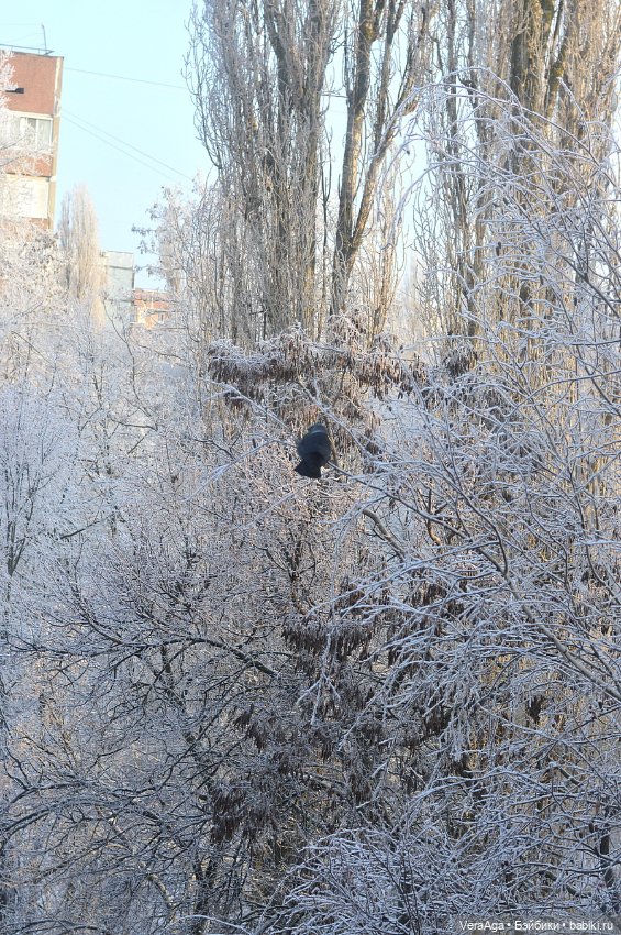 Январские морозы — Болталка и разговоры обо всем: жизнь (фото 4)