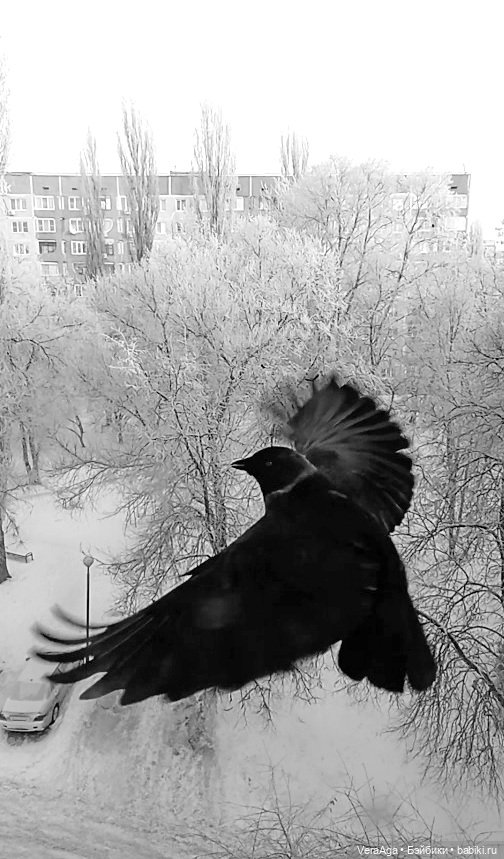 Январские морозы — Болталка и разговоры обо всем: жизнь