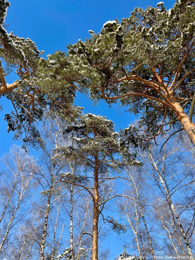 Чудесный зимний день — Куклы Strawberry Planet: Redberry