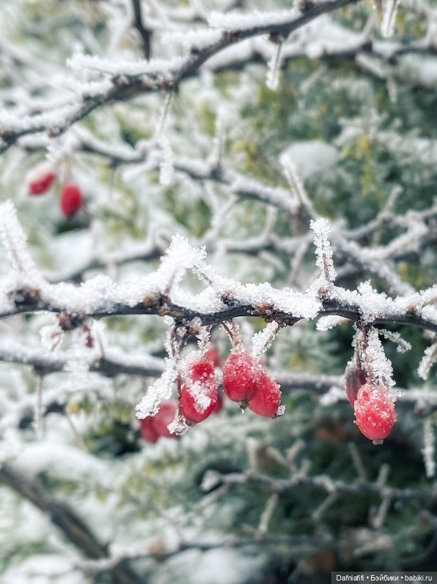 Снежок — Авторские куклы BJD (БЖД) у нас дома: фото (фото 3)