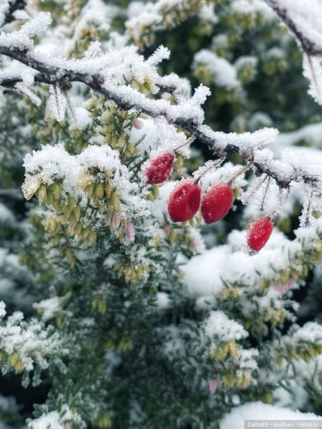 Снежок — Авторские куклы BJD (БЖД) у нас дома: фото (фото 9)