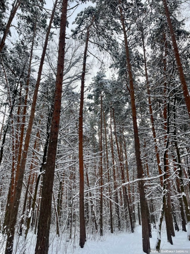 Первый зимний день с Zsiga