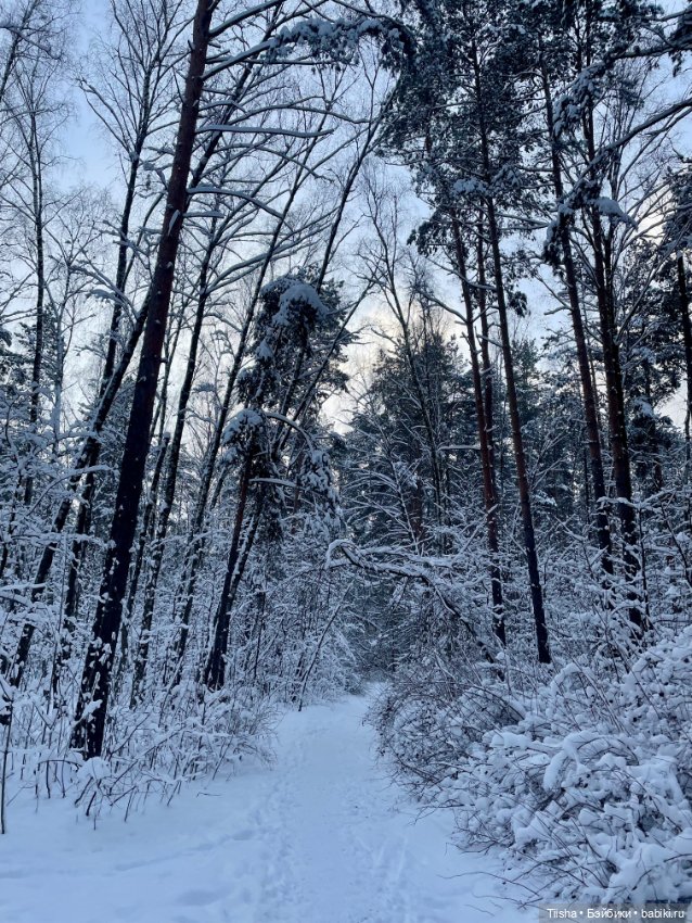 Первый зимний день с Zsiga