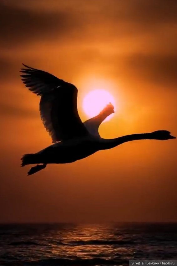 Сказочный мир Déjà Vu (ДежаВю) Тоннера. Часть 4. Арн и Свана-Эния