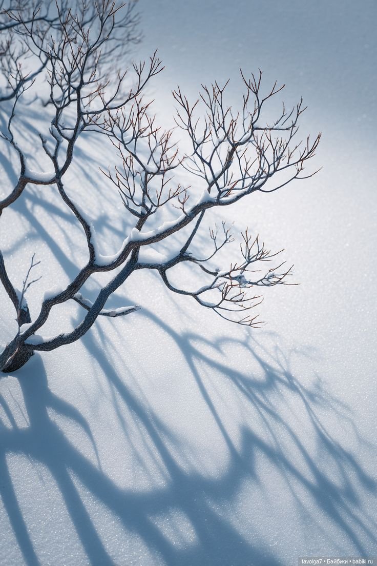 Белый цвет Января — Культура (фото 3)