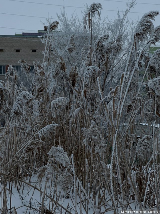 Снежок 🤦🏽‍♀️ выпал — Куклы и тела Obitsu 11 (Ob11): гибриды (фото 5)