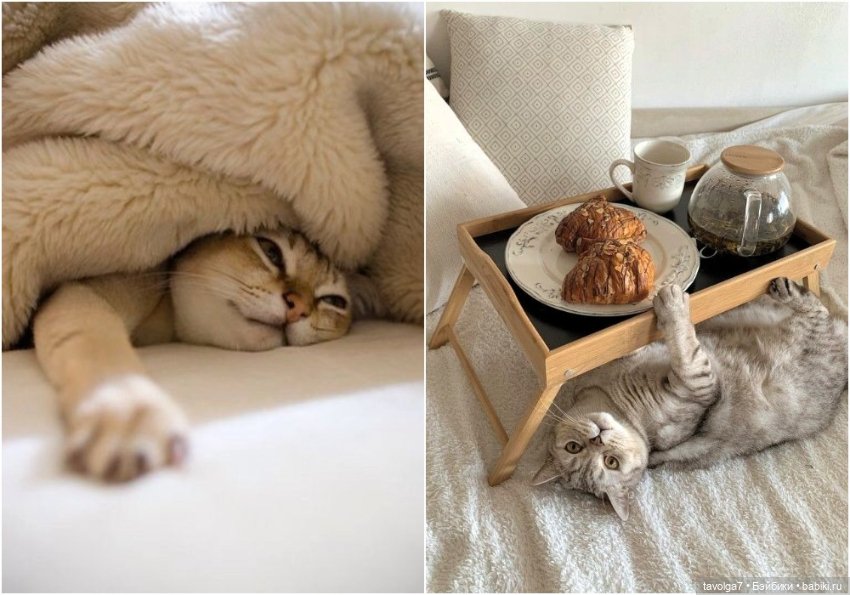 Тёплые, "съедобные" оттенки белого цвета