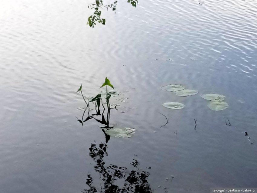 "Вслед за детьми молчащими странно"