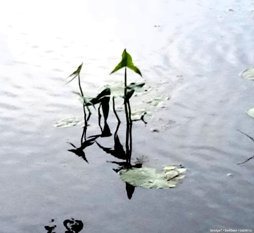 "Вслед за детьми молчащими странно"