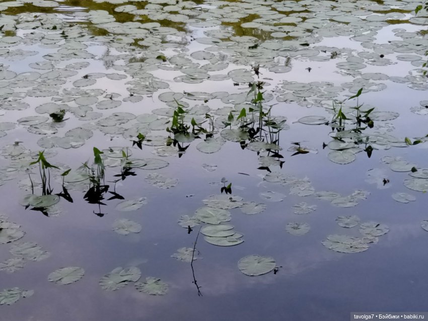"Вслед за детьми молчащими странно" (фото 6)