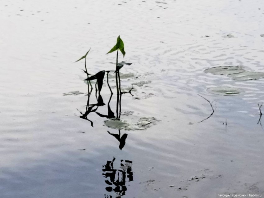 "Вслед за детьми молчащими странно"