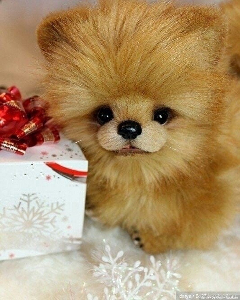 Шпиц с выкройкой — Выкройка собаки и щенка: Тедди (фото 2)