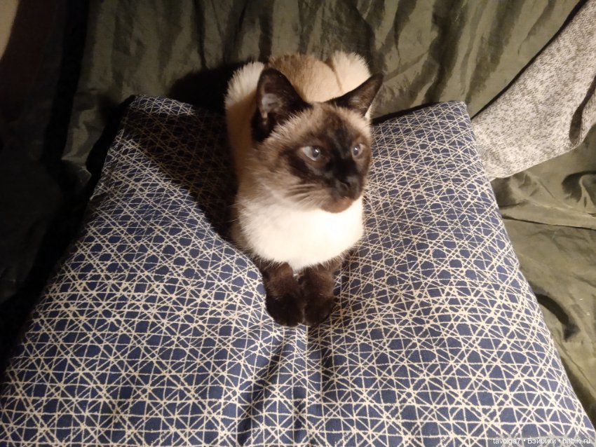 Gatta Siamese — Болталка и разговоры обо всем: жизнь (фото 5)