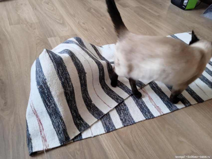 Gatta Siamese — Болталка и разговоры обо всем: жизнь (фото 2)