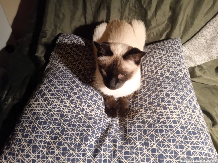 Gatta Siamese — Болталка и разговоры обо всем: жизнь (фото 4)