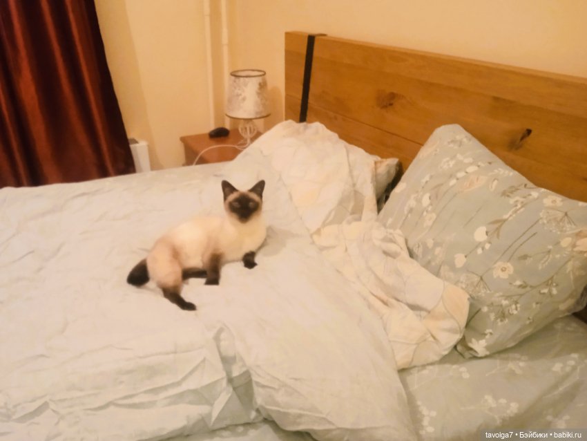 Gatta Siamese — Болталка и разговоры обо всем: жизнь (фото 6)