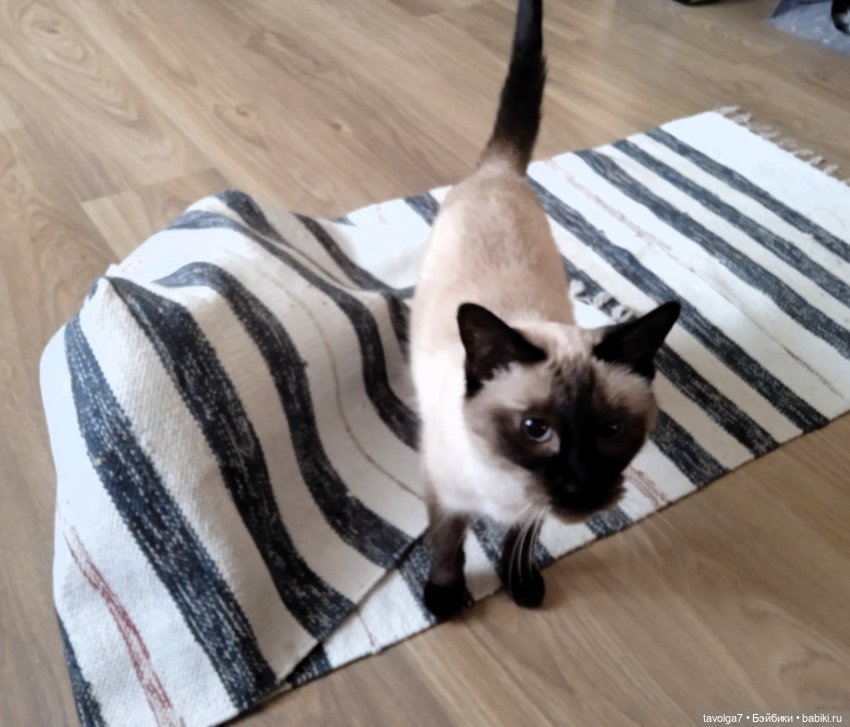 Gatta Siamese — Болталка и разговоры обо всем: жизнь