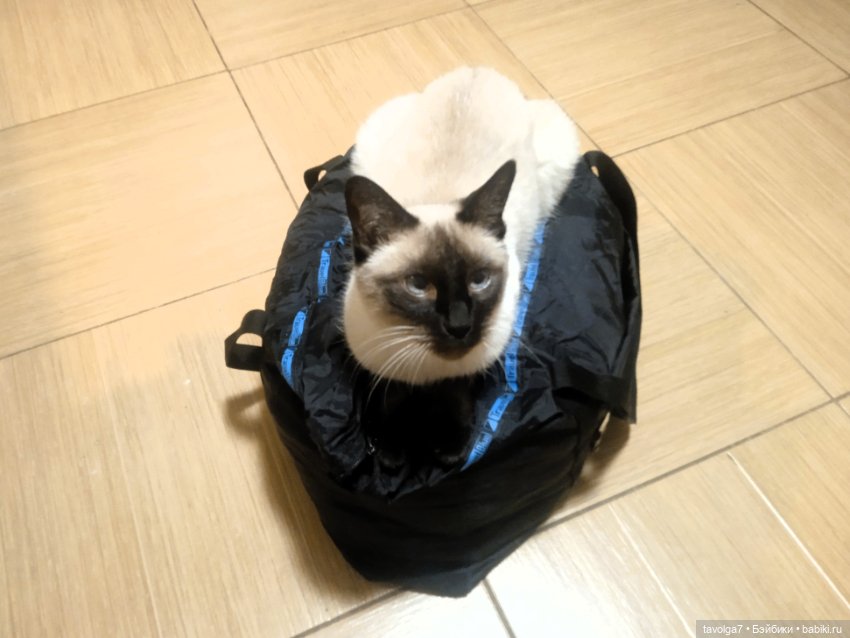 Gatta Siamese — Болталка и разговоры обо всем: жизнь (фото 7)