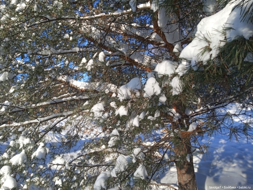 Moxie Teenz Мороз и солнце (фото 2)