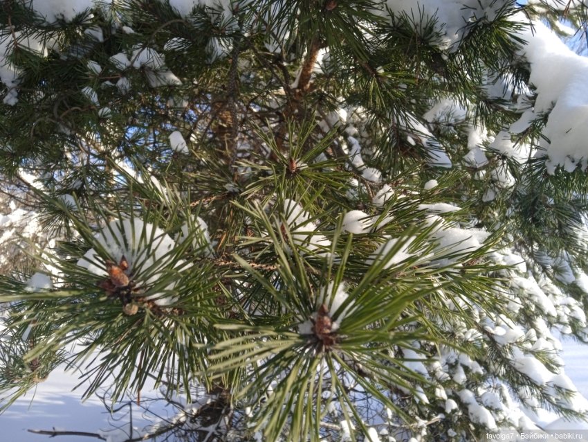 Moxie Teenz Мороз и солнце (фото 3)