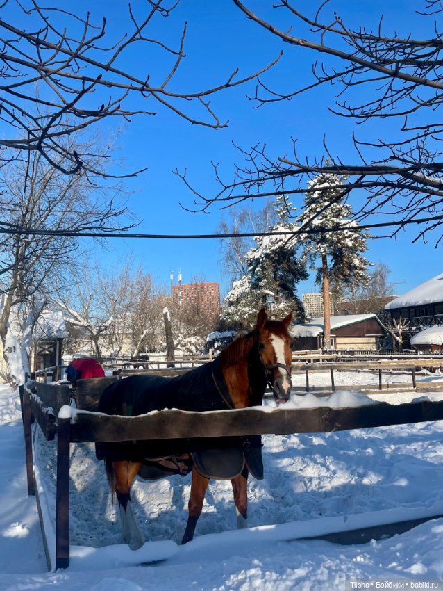 Прогулка на конюшне с Littleberry (фото 3)